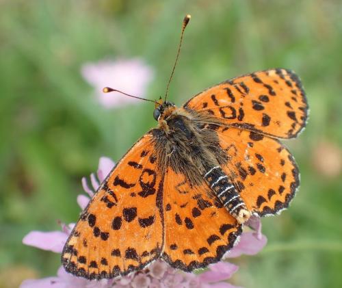 Réf. 188 899 : Melitaea didyma